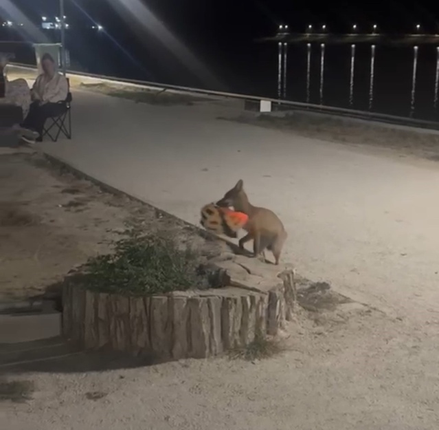 İzleyenler yapay zeka sandı! Şehre inen tilki kapkaç yaptı