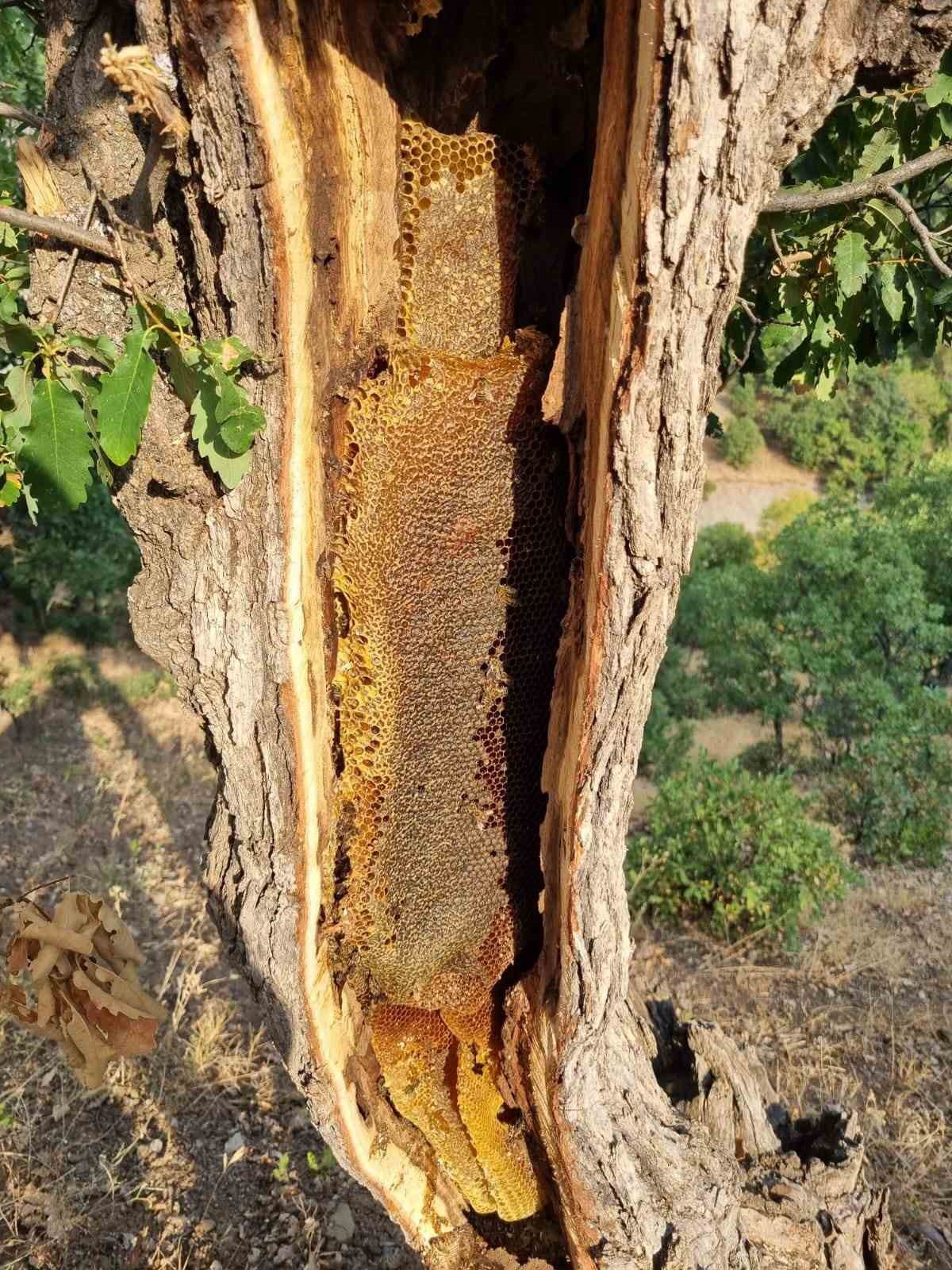 Elazığ Palu\'da Bayram Özdoğan arı dolu ağaç gövdesini kesip kilolarca bala ulaştı