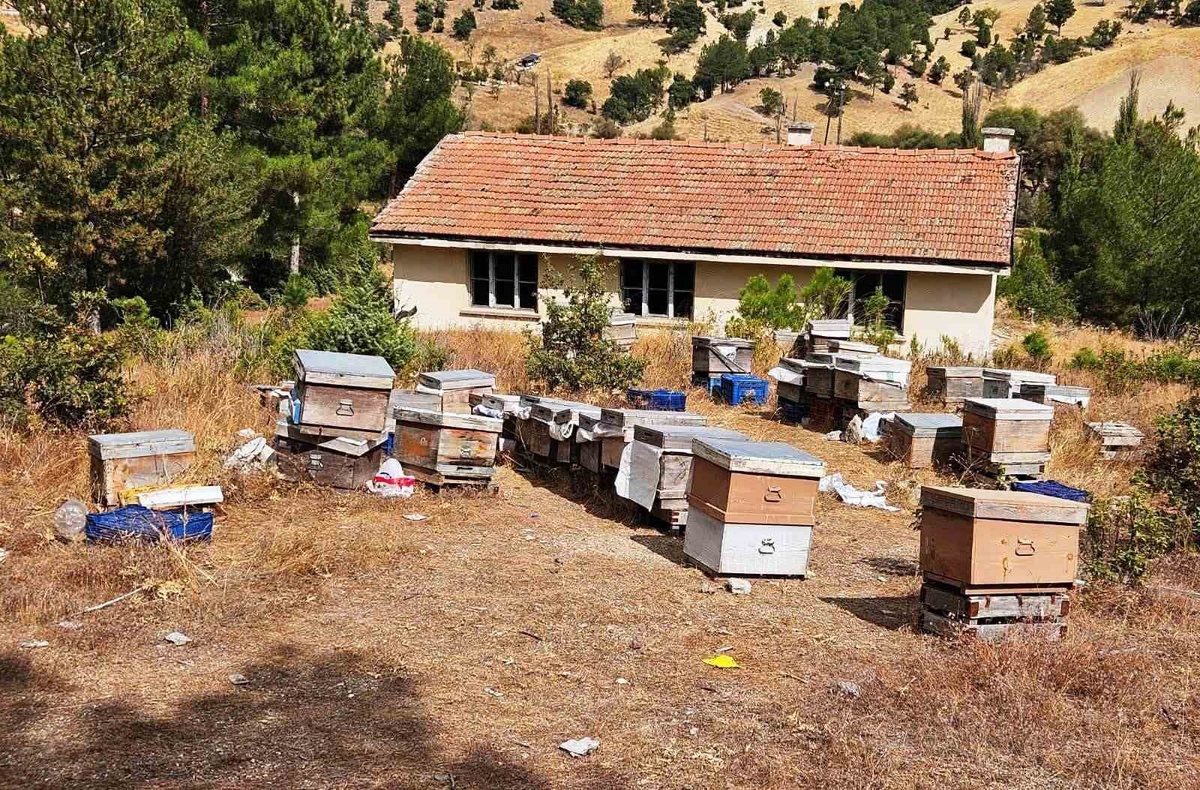 Kütahya Emet\'te arılı kovan tespiti yapıldı, kontrollerin sürdüğü belirtildi