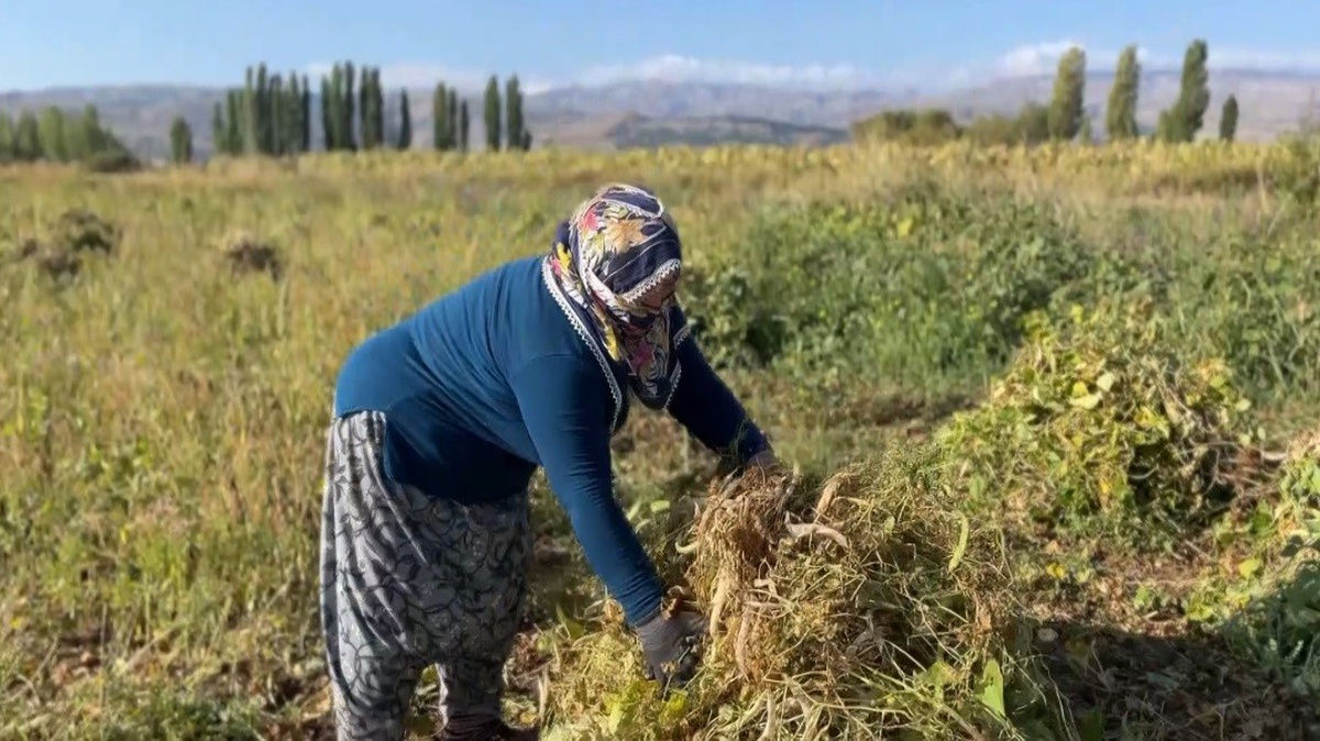Erzincan Çayırlı\'da mayısta ekilen beyaz kuru fasulyenin hasadı başladı