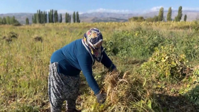 Erzincan Çayırlı'da mayısta ekilen beyaz kuru fasulyenin hasadı başladı