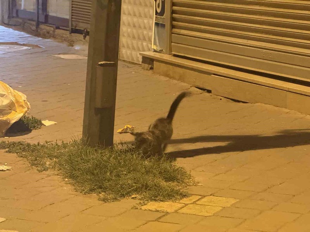 Iğdır'da kedi, fareyle yaklaşık 20 dakika oynadı; fare ölü taklidi yapıp kurtulamadı