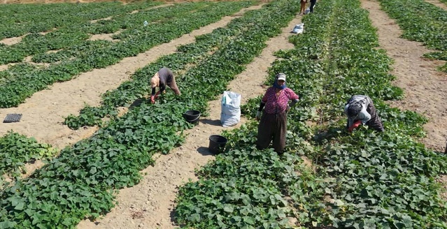 İzmir Ödemiş'te salatalık güz hasadı başladı, fiyatlar 5 liraya geriledi