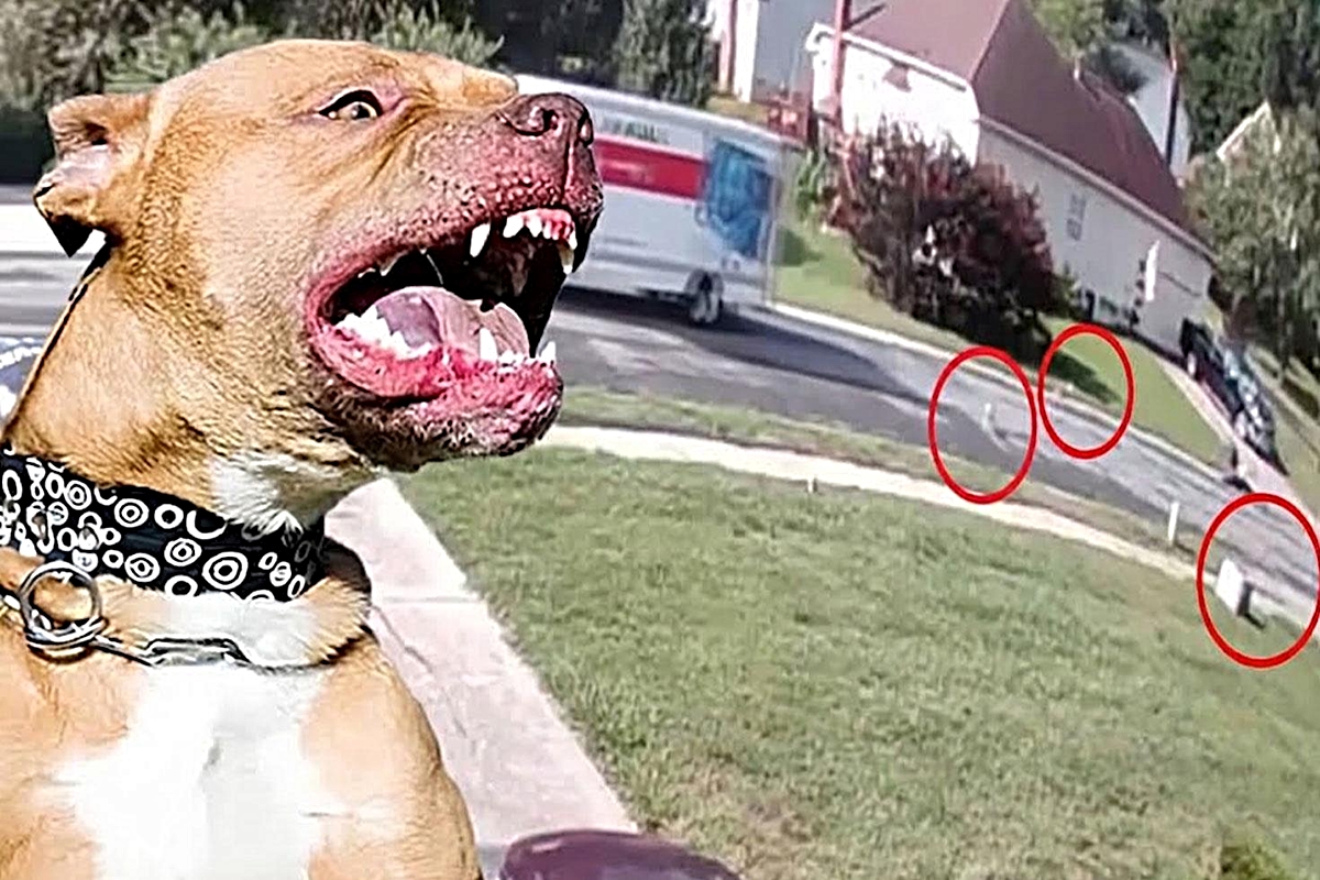 Kamyon kasasından düşen 7 pitbull cinsi köpek çevredeki insanlara saldırdı: 4 yaralı