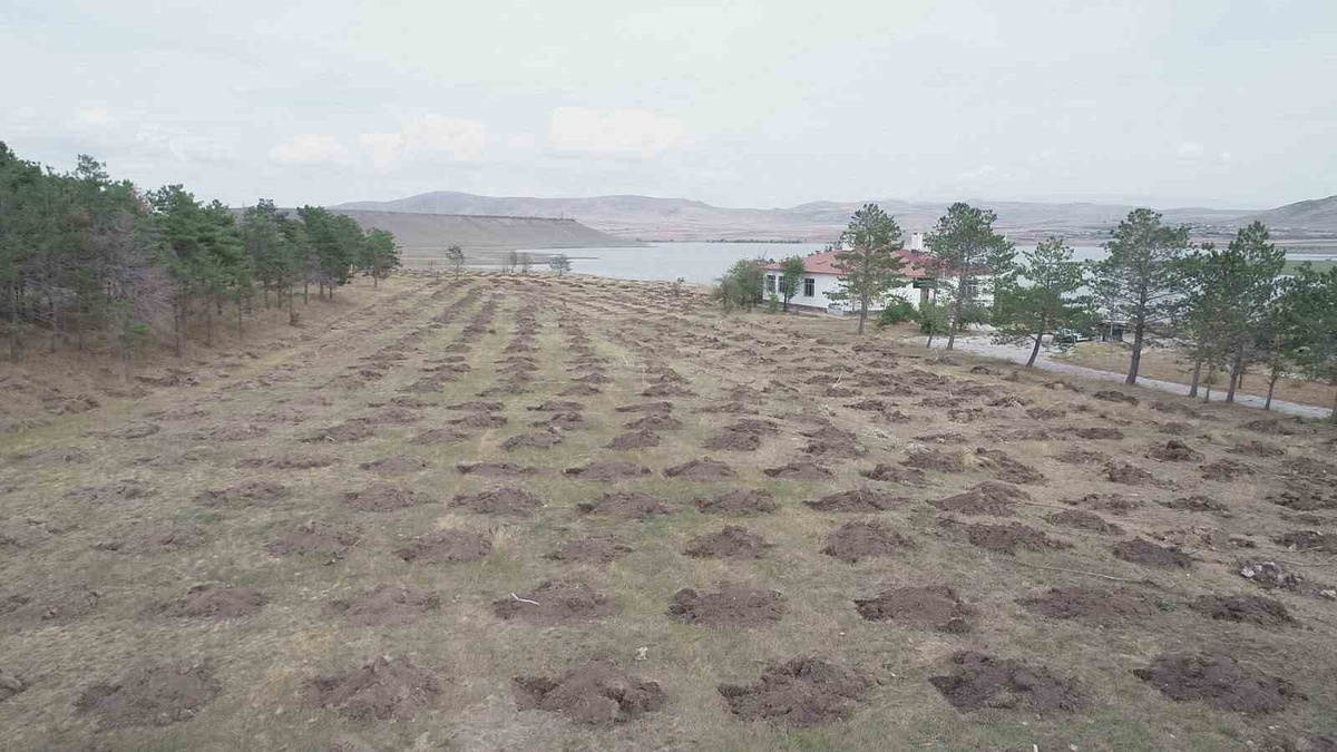 DSİ ve Orman iş birliğiyle Kars\'ta baraj ve gölet çevreleri ağaçlandırılacak