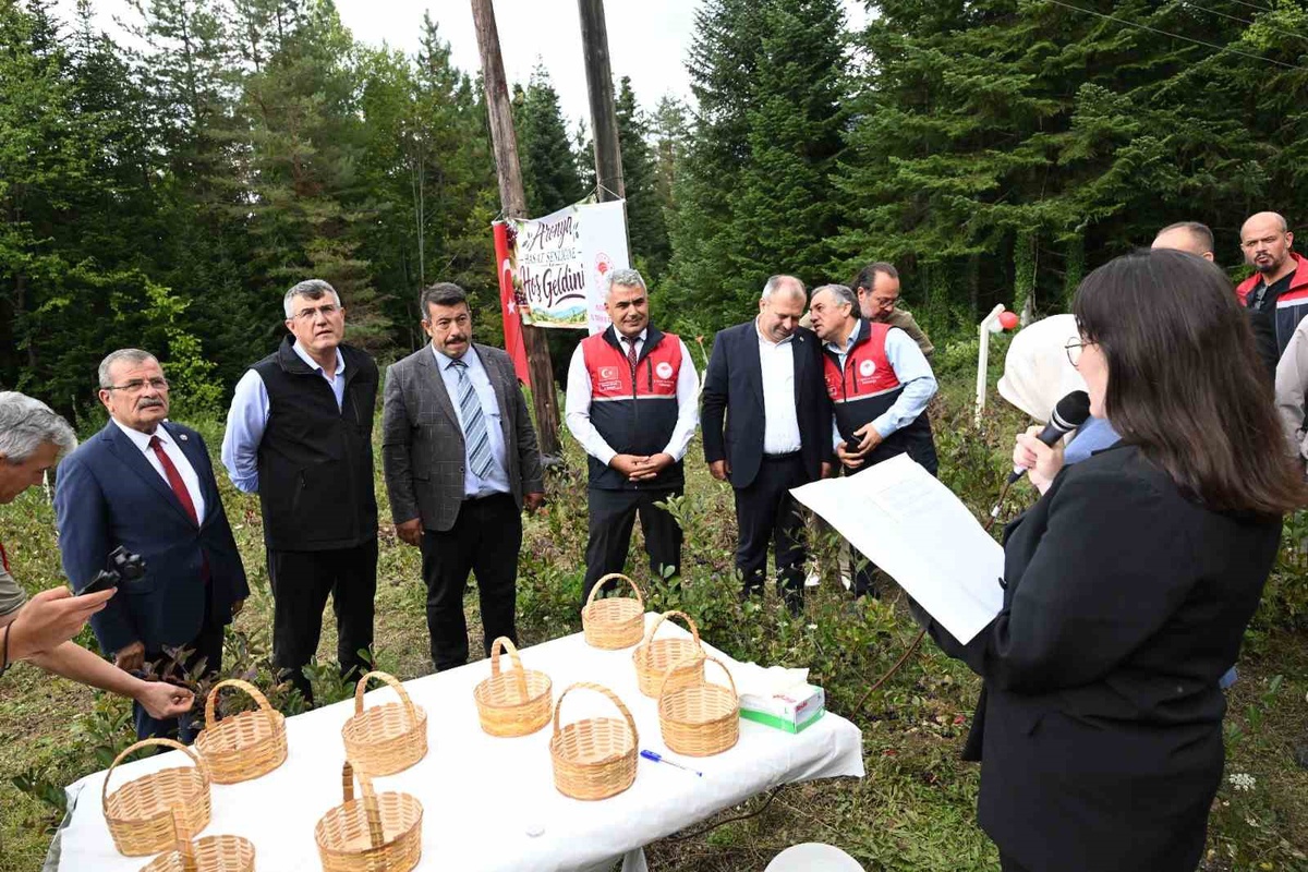 Kastamonu Şenpazar\'da 3 üreticinin aronya hasadı başladı, 7 ton rekolte bekleniyor
