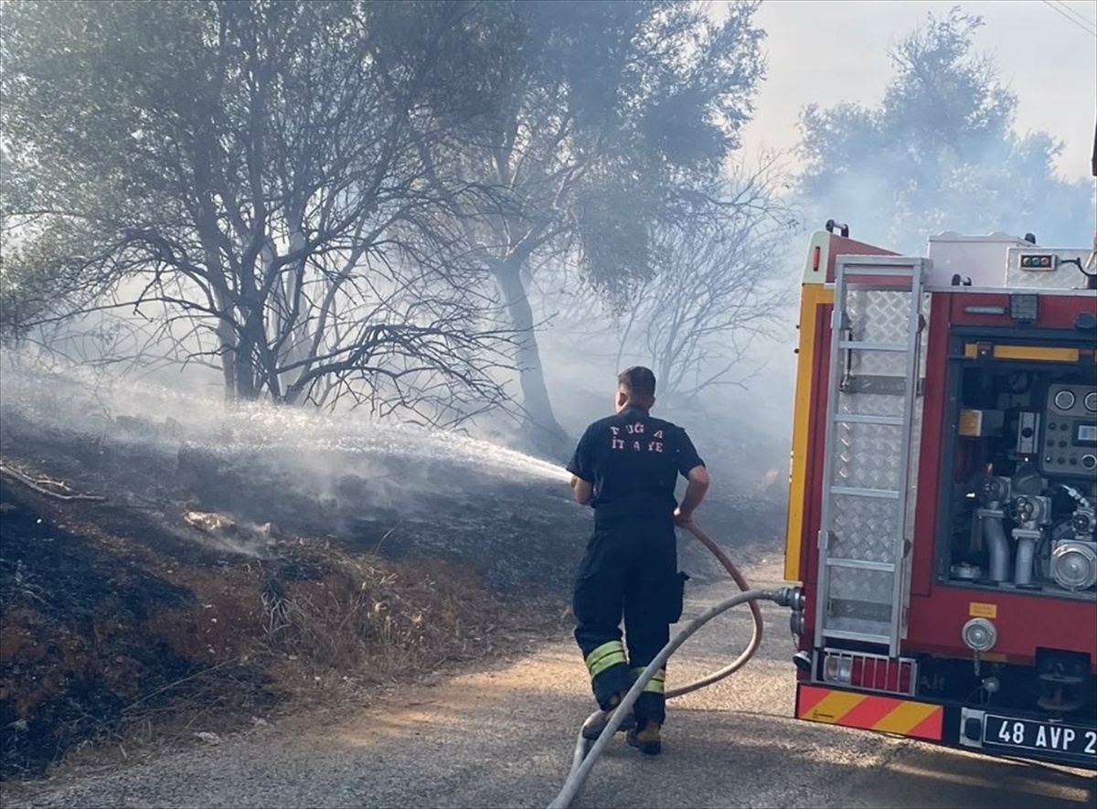 Muğla Milas\'ta otluk yangını zeytinliğe sıçradı, havadan karadan söndürüldü