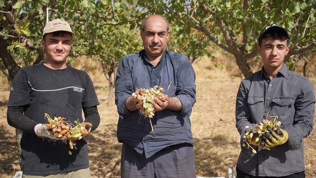 Siirt'te hırsızlık endişesi fıstık hasadını 10-15 gün öne çekti