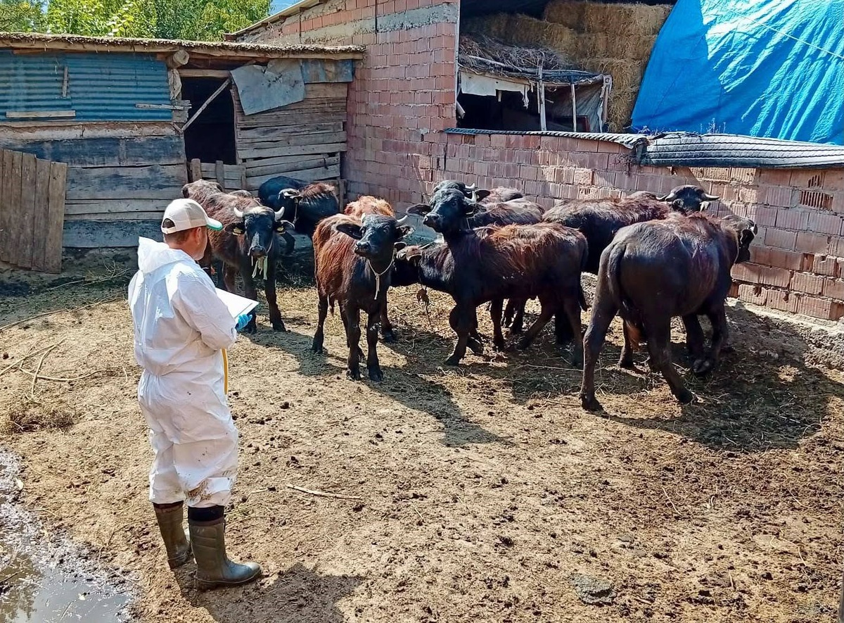 Çay İlçe Tarım ekipleri Deresinek ve Eber\'de büyükbaşlara şap ve brusella aşısı yaptı