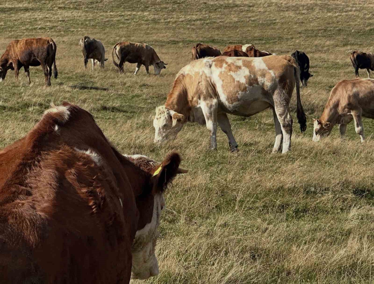 Aydıntepe\'de Günbuldu ve Kavlatan\'da şap aşısı yapıldı, köy sayısı 7\'ye ulaştı