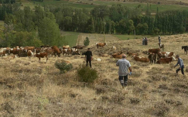 Bayburt Aydıntepe'de yonca otlatımında hayvanlarda şişkinliğe karşı uyarı yapıldı