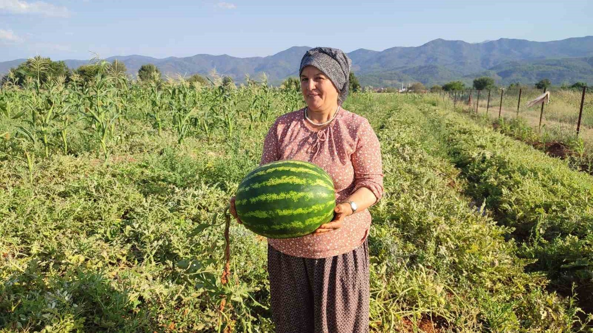 Beyağaç\'ta üretici Parıldayan, 10 ton Pijamalı karpuz hasat etti