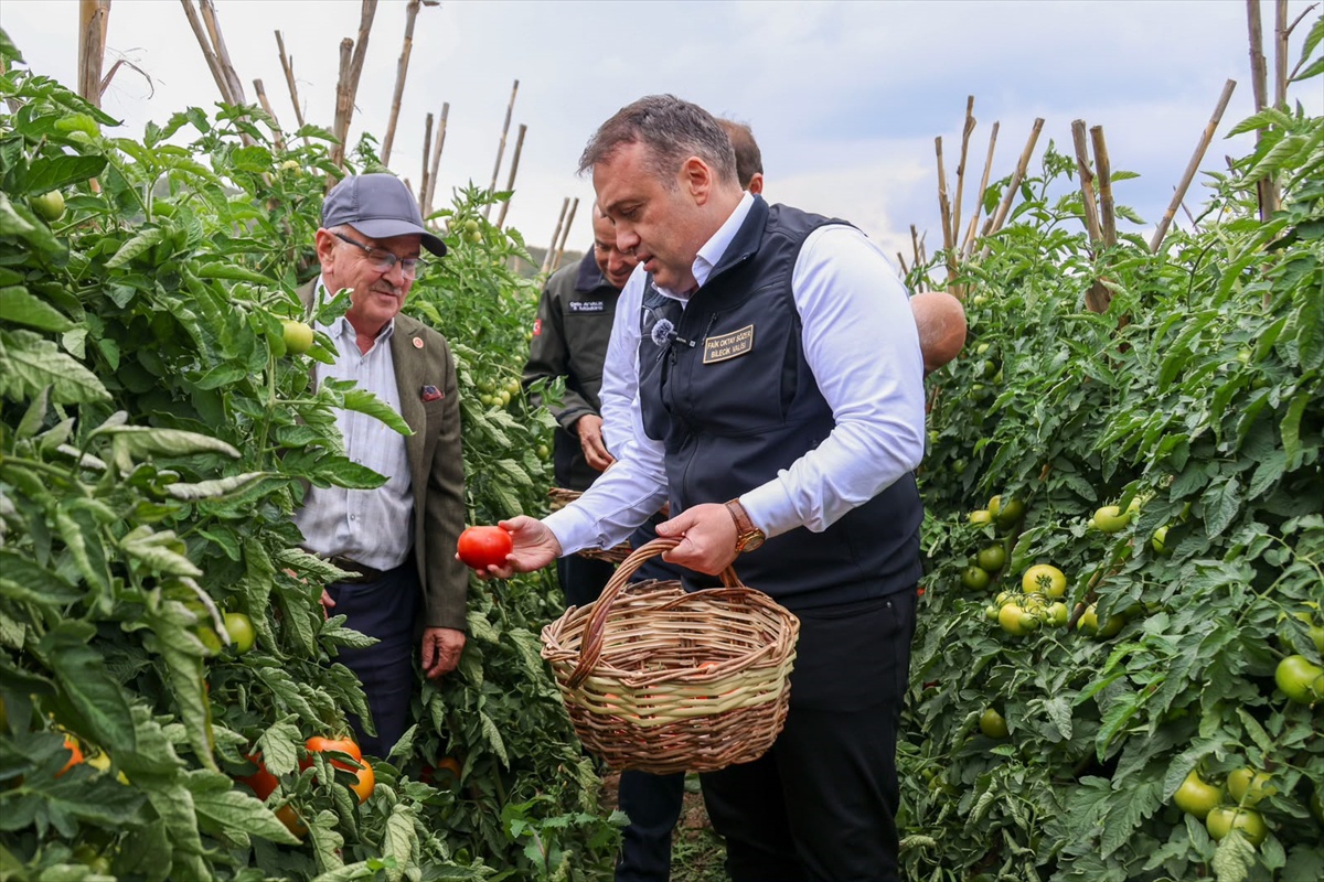 Bilecik Valisi Sözer, Osmaneli\'de hasat yapıp 58 bin ton domates üretildiğini söyledi