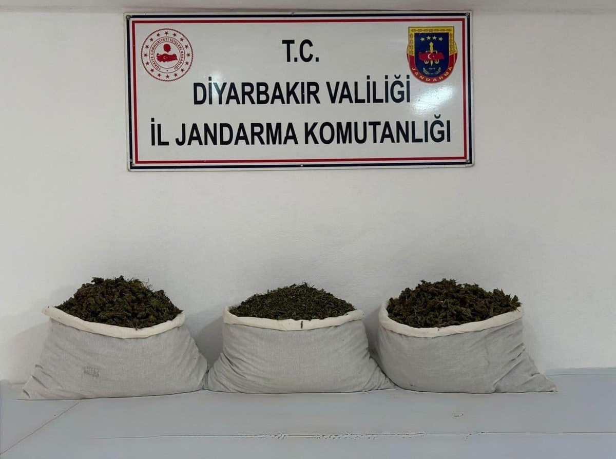 Diyarbakır\'da jandarma 25 şüpheliye işlem yaptı, 253 bin 752 kök kenevir ele geçirildi