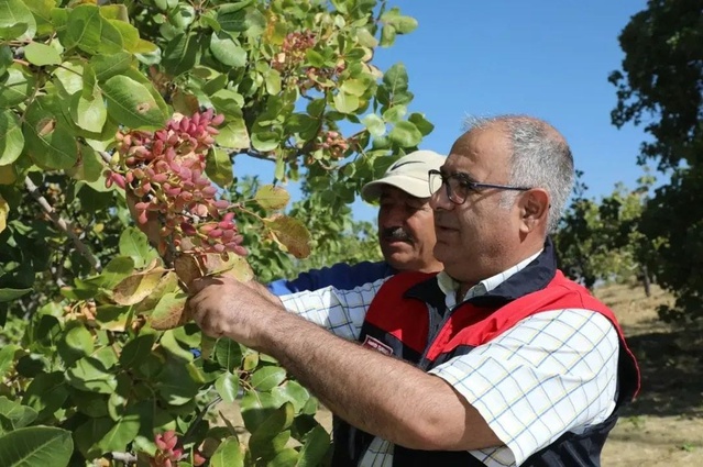 Elazığ'da 45 üreticinin Antep fıstığı hasadı başladı, 38,4 ton rekolte bekleniyor