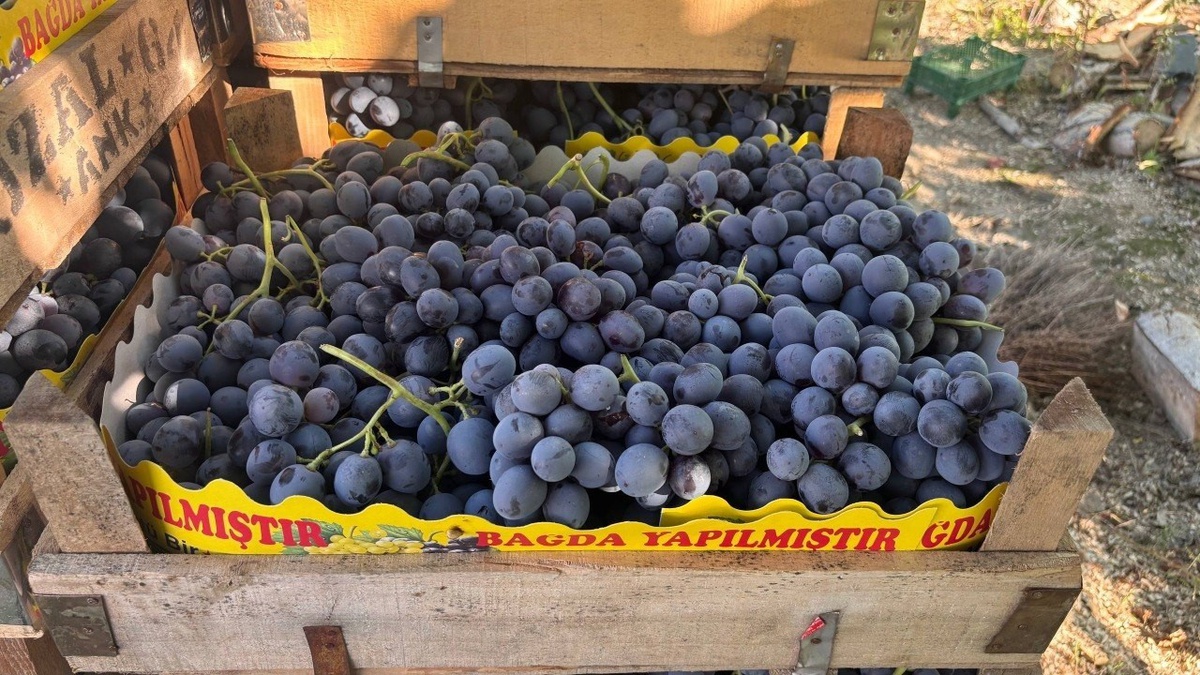 Erzincan\'da Cimin Üzümü\'nde bağ bozumu sürüyor, fiyat 75 liraya kadar indi