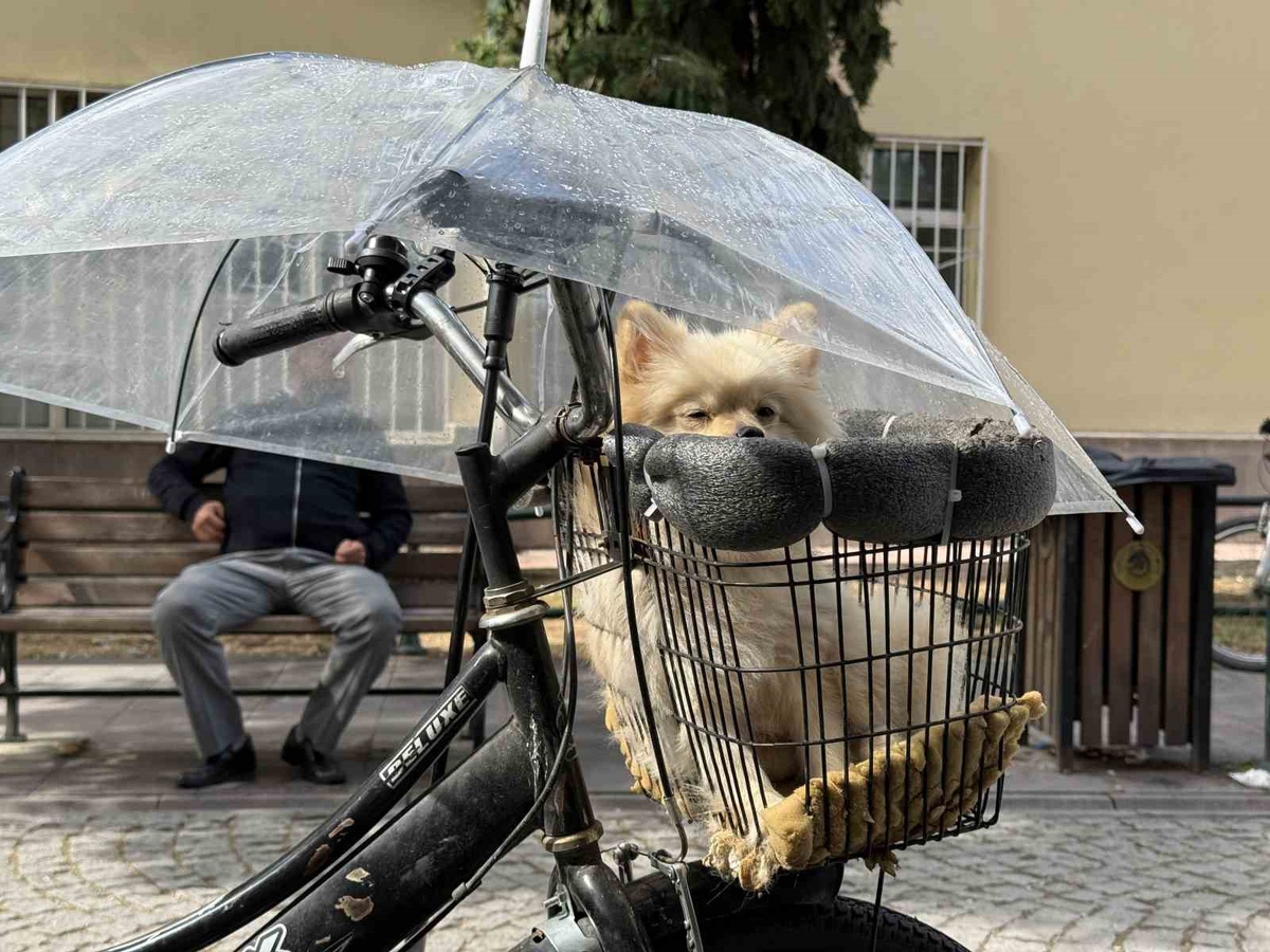 Eskişehir\'de hayvansever, yağmurda sepetindeki minik köpeğine şemsiye açtı