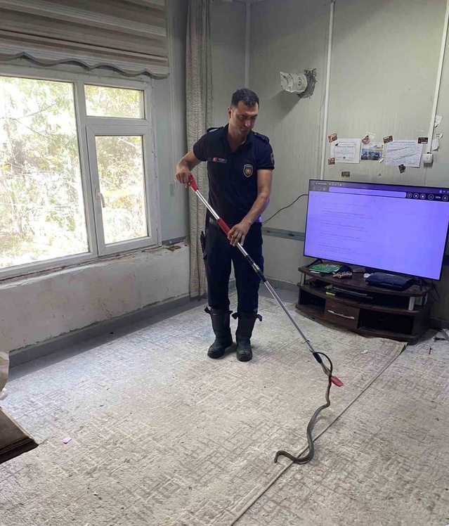 Defne'de eve giren yılan itfaiye ekiplerince zarar görmeden yakalanıp doğaya bırakıldı
