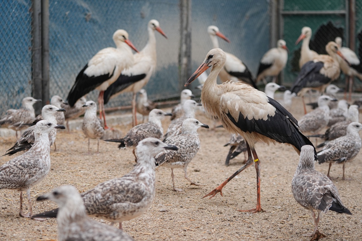 İstanbul\'da yaralanan yaklaşık 60 leylekten en az yarısı bir daha uçamayacak