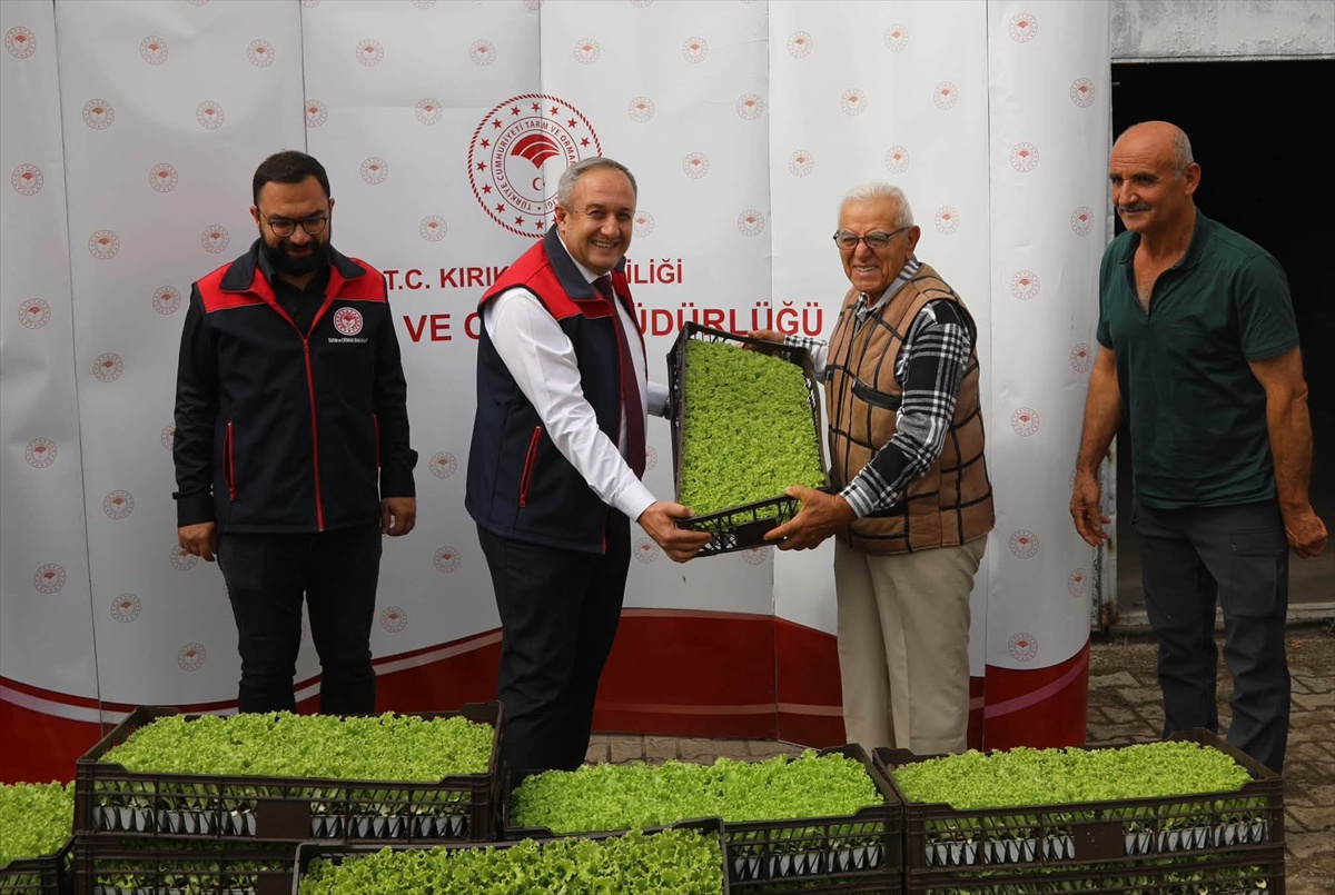 Kırıkkale\'de kıvırcık marul projesiyle 23 üreticiye 69 bin fide dağıtıldı