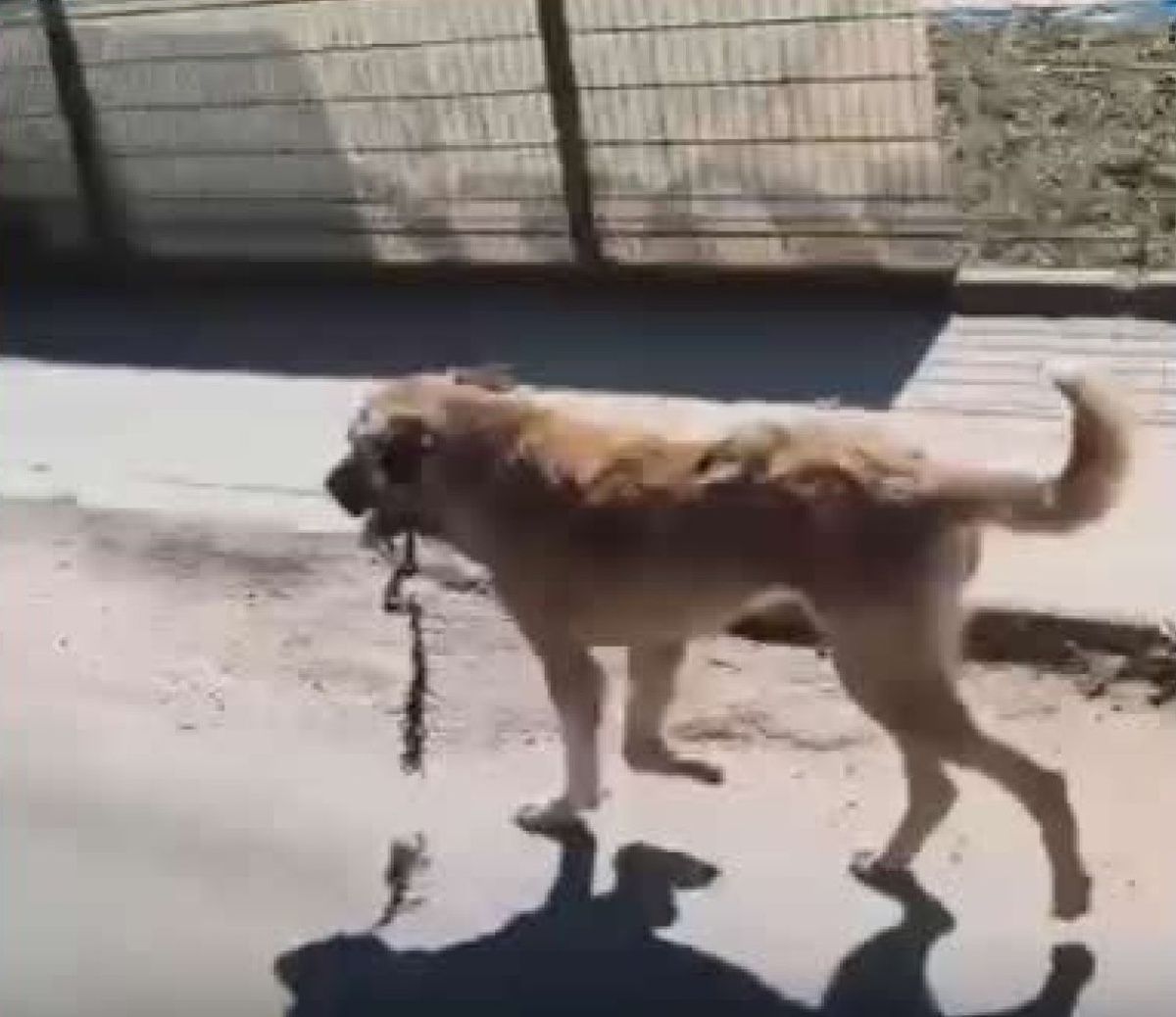 Ordu Aybastı\'da ağzına çengel takılan köpek tedaviye alınıp çengeli çıkarıldı