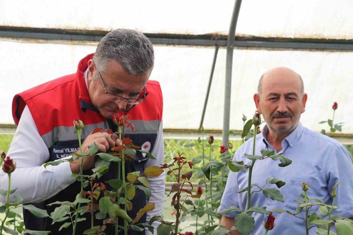 Samsun İl Tarım ve Orman Müdürü, 92 dekardaki 7 milyon kesme çiçek üretimini inceledi