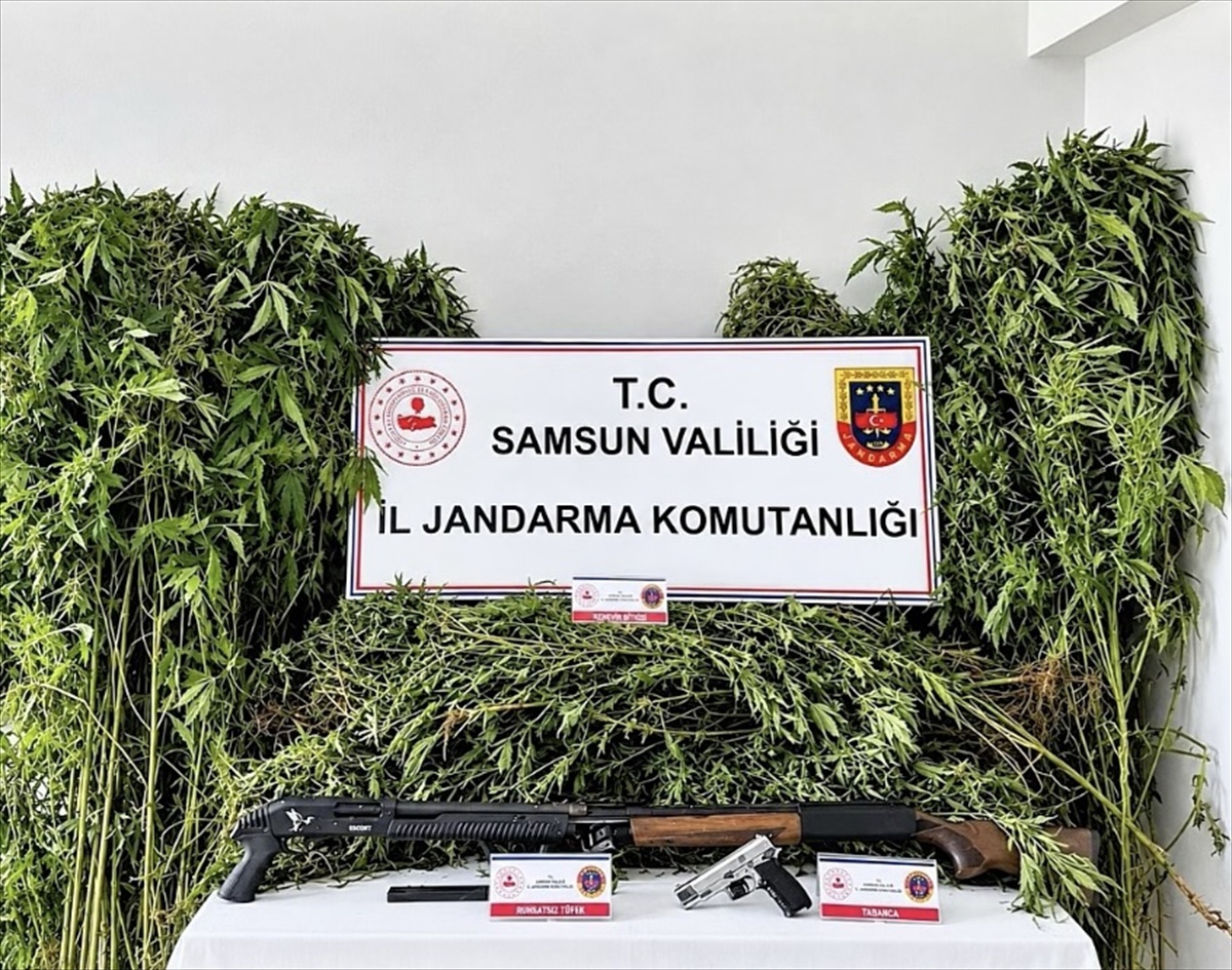 Samsun Salıpazarı\'nda 756 kök Hint keneviri bulundu, 2 şüpheli gözaltına alındı