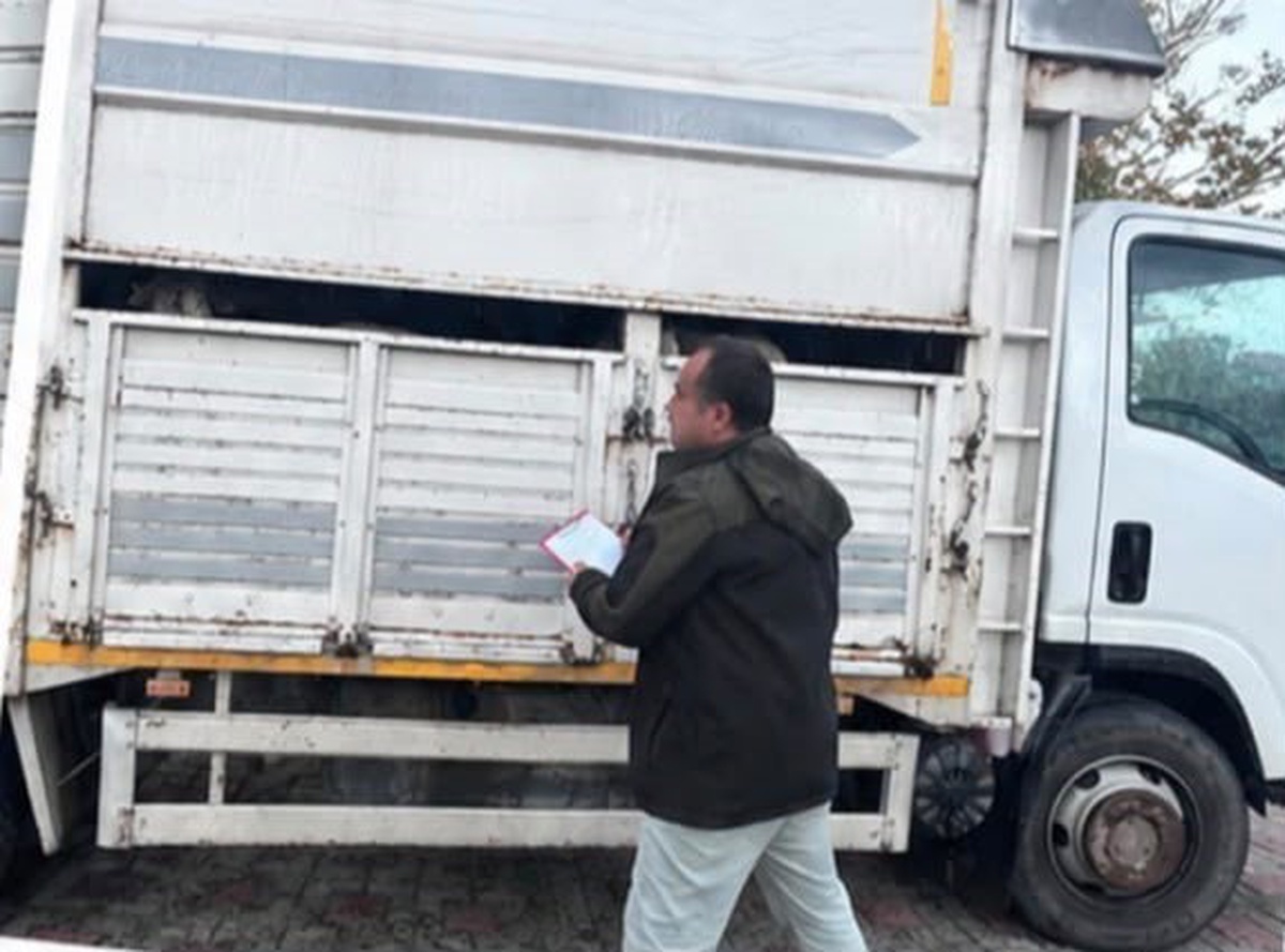 Sapanca\'da jandarma kontrolünde 11 küçükbaş hayvan belgesiz sevk edilirken yakalandı