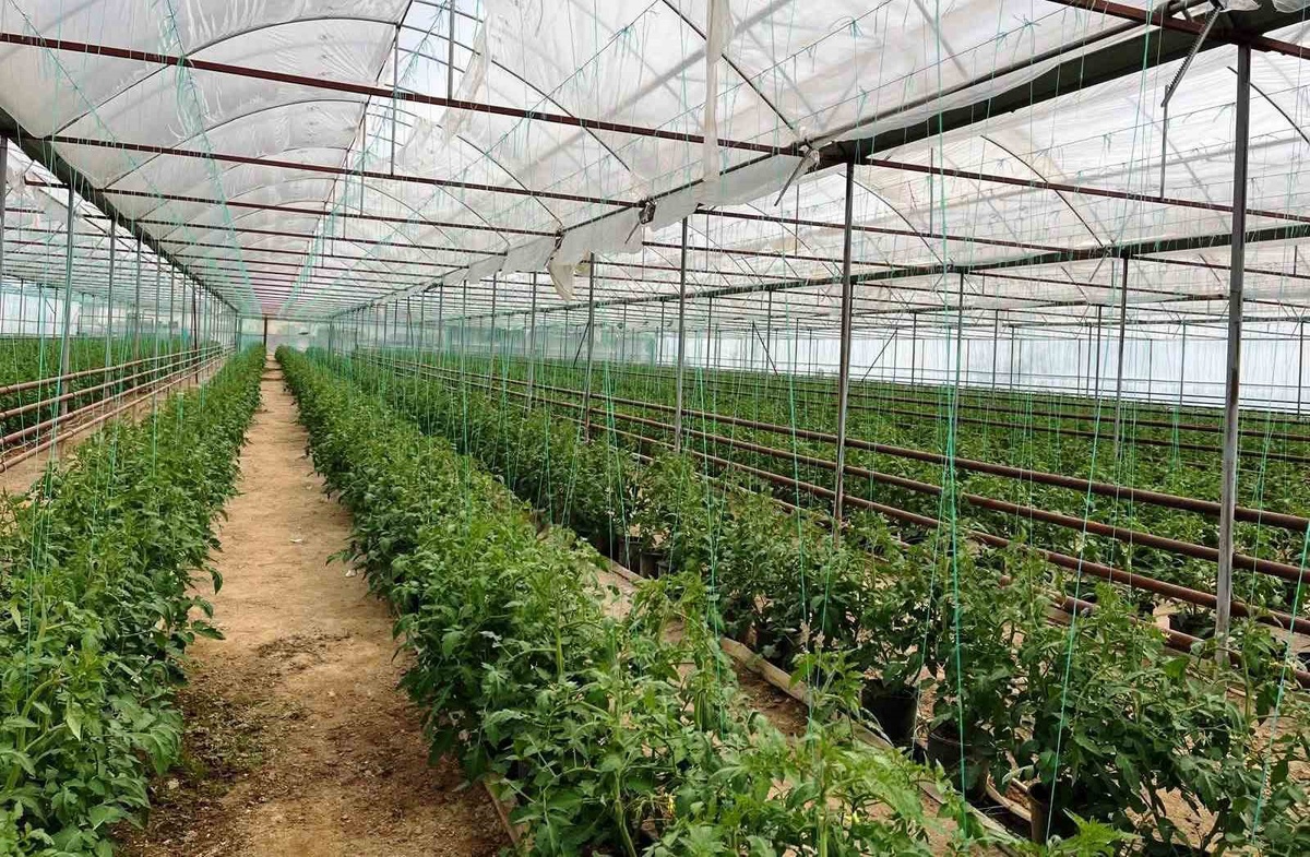 Simav\'da Tarım ve Orman Müdürlüğü personeli seracı üreticilere saha ziyareti yaptı