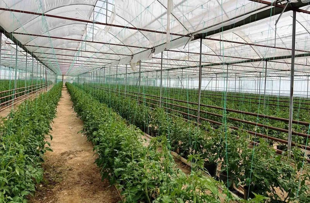 Simav'da Tarım ve Orman Müdürlüğü personeli seracı üreticilere saha ziyareti yaptı
