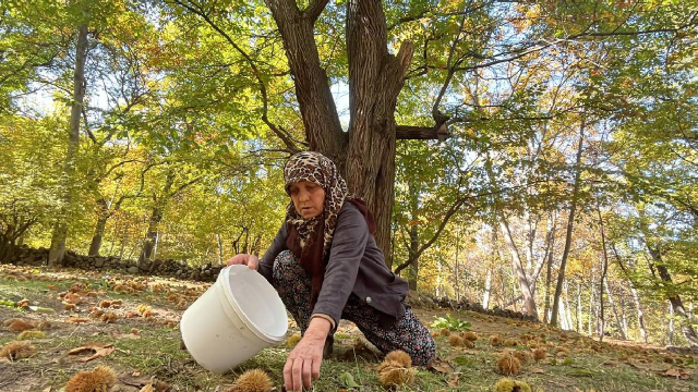 Kış aylarının vazgeçilmezinde hasat başladı! Fiyatı servet değerinde