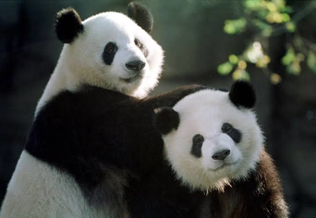 ABD Başkanı Trump ile Çin Devlet Başkanı Xi arasında panda diplomasisi