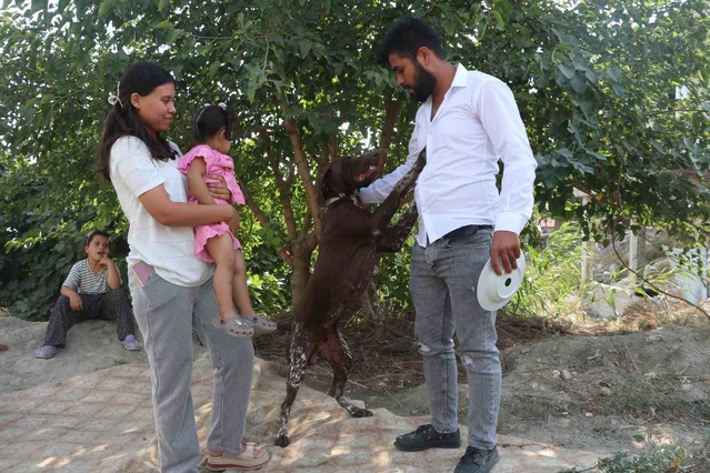 Adana Sarıçam'da komşu, çiftçinin Kurzhaar köpeğini sopayla dövdü; kamera görüntüledi