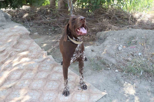 Bunu yapan insan olamaz! Köpeğe öldüresiye şiddet kamerada