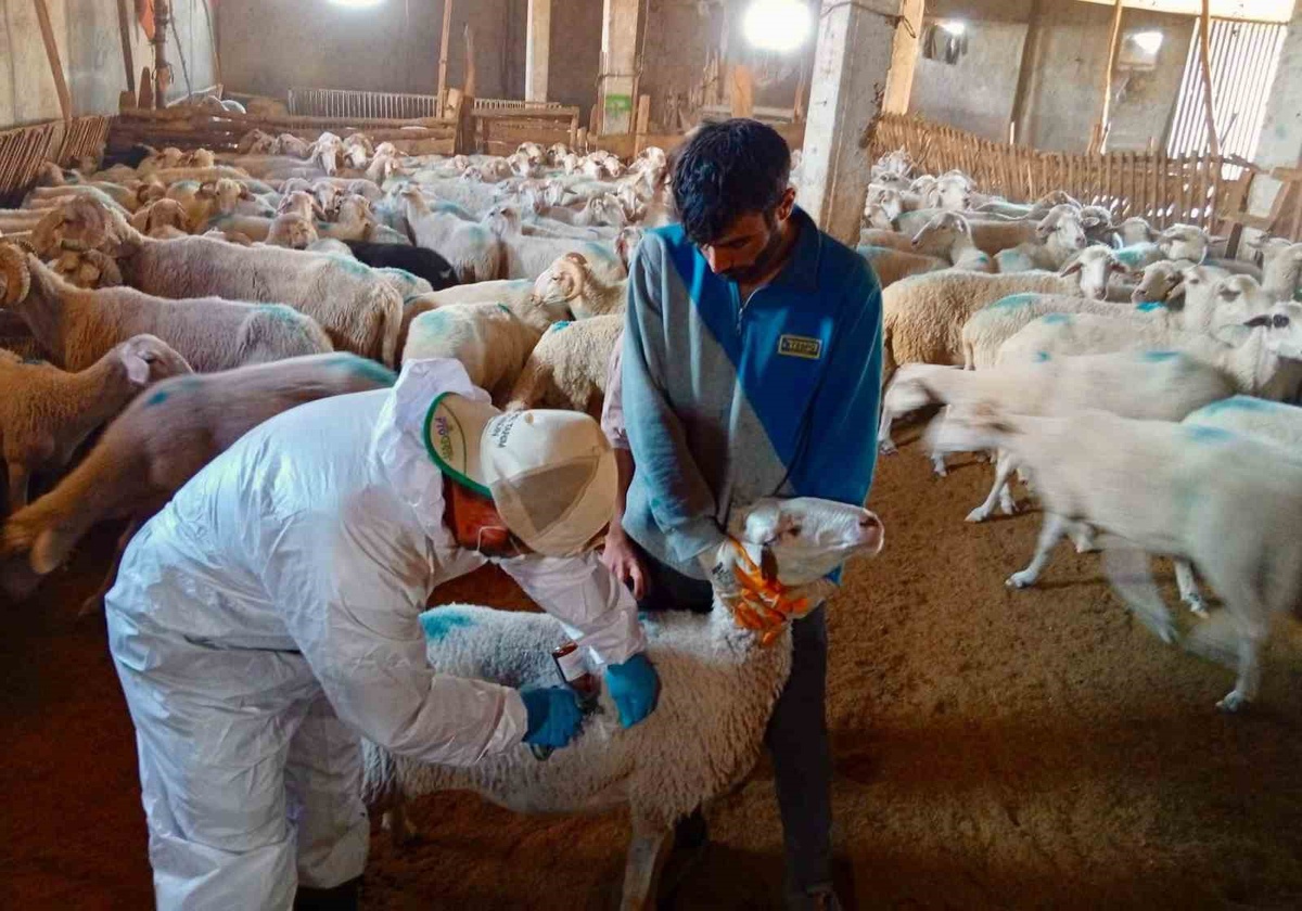 Afyonkarahisar Çay ve Evciler\'de küçükbaş hayvanlar aşılandı, kayıtları kontrol edildi