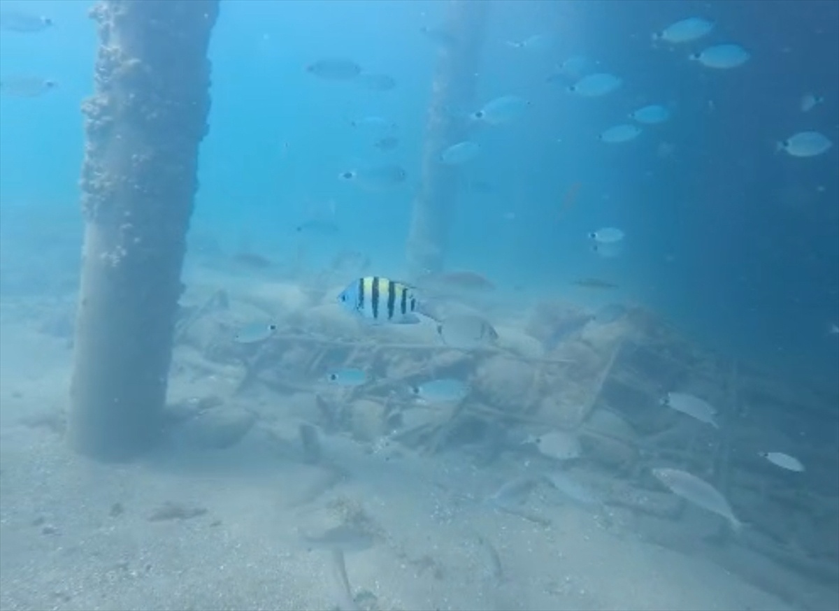 Antalya Kemer\'de dalgıçların görüntülediği çizgili papaz balığı makaleyle duyurulacak
