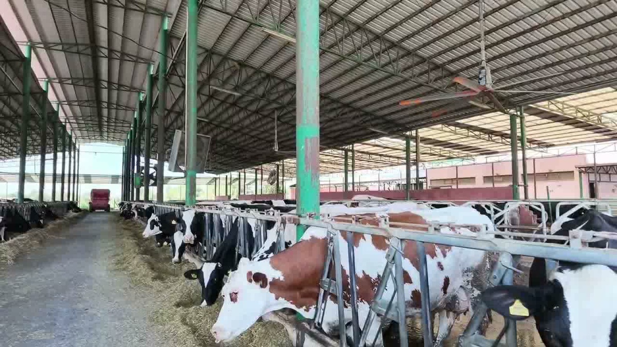 Aydınlı çiftçi Başkaya, süt-yem paritesinin en az 1,5 kilogram olmasını istedi