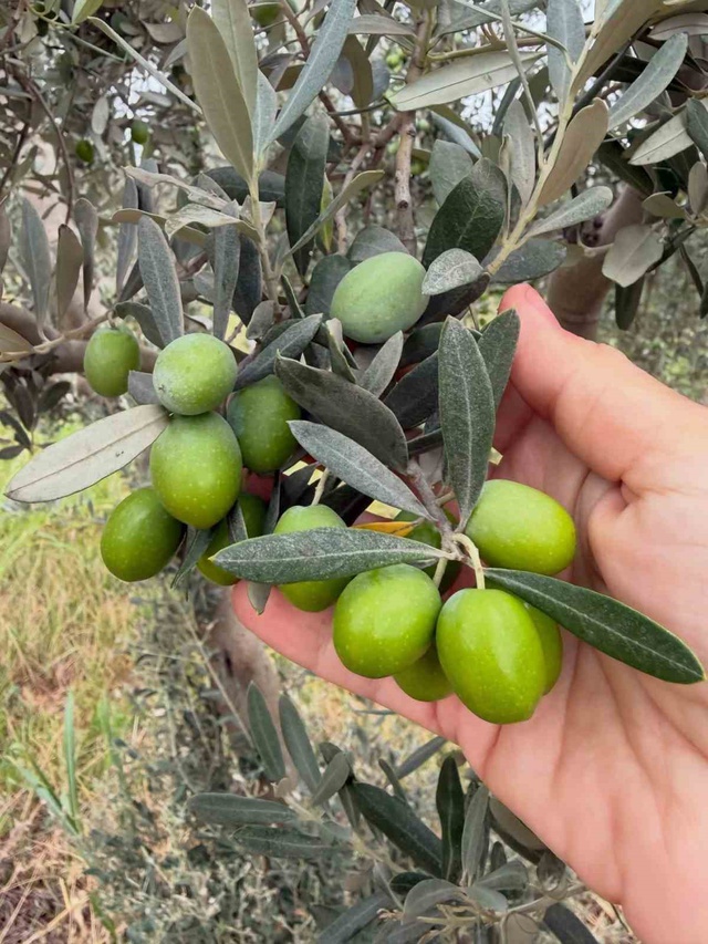Ekipler zeytin sineği için alarmda! Üreticiye 
