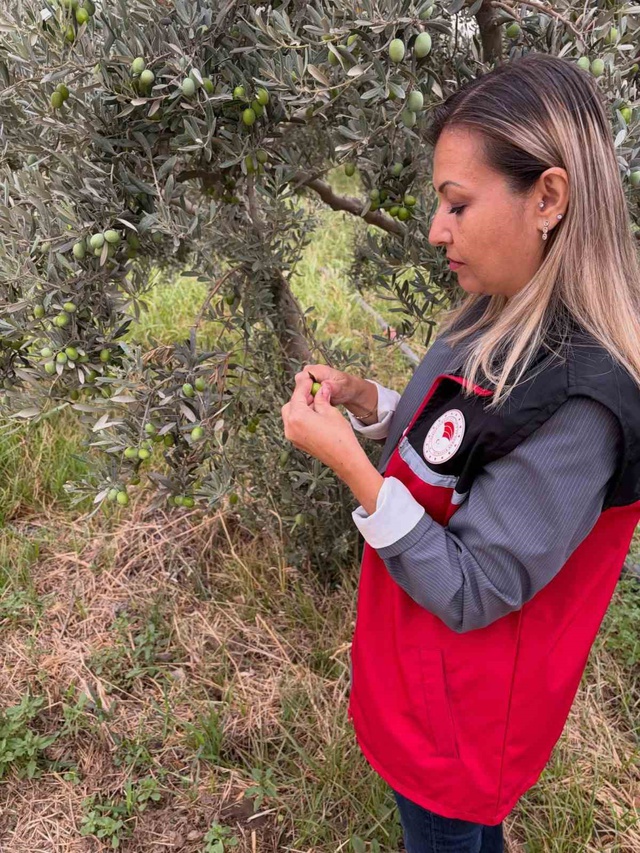 Ekipler zeytin sineği için alarmda! Üreticiye 