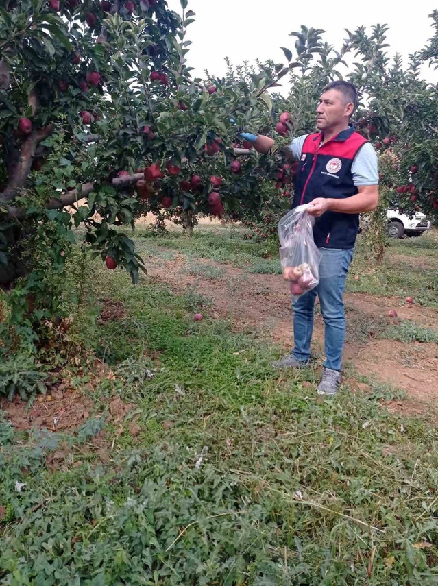 Denizli Çivril'de elma bahçelerinden hasat öncesi pestisit numunesi alınıyor