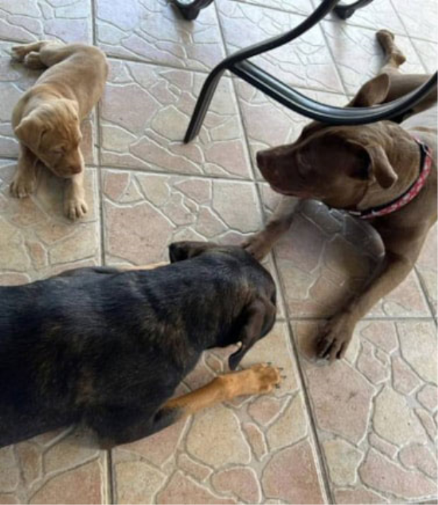 ABD'de iki çocuk annesi kadın, eşi tarafından köpeğiyle ilişkiye girerken yakalandı
