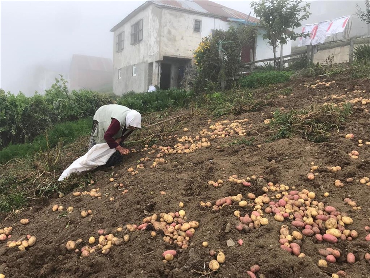 Güce yaylalarında nisan ayında toprakla buluşturulan patateslerin hasadı başladı