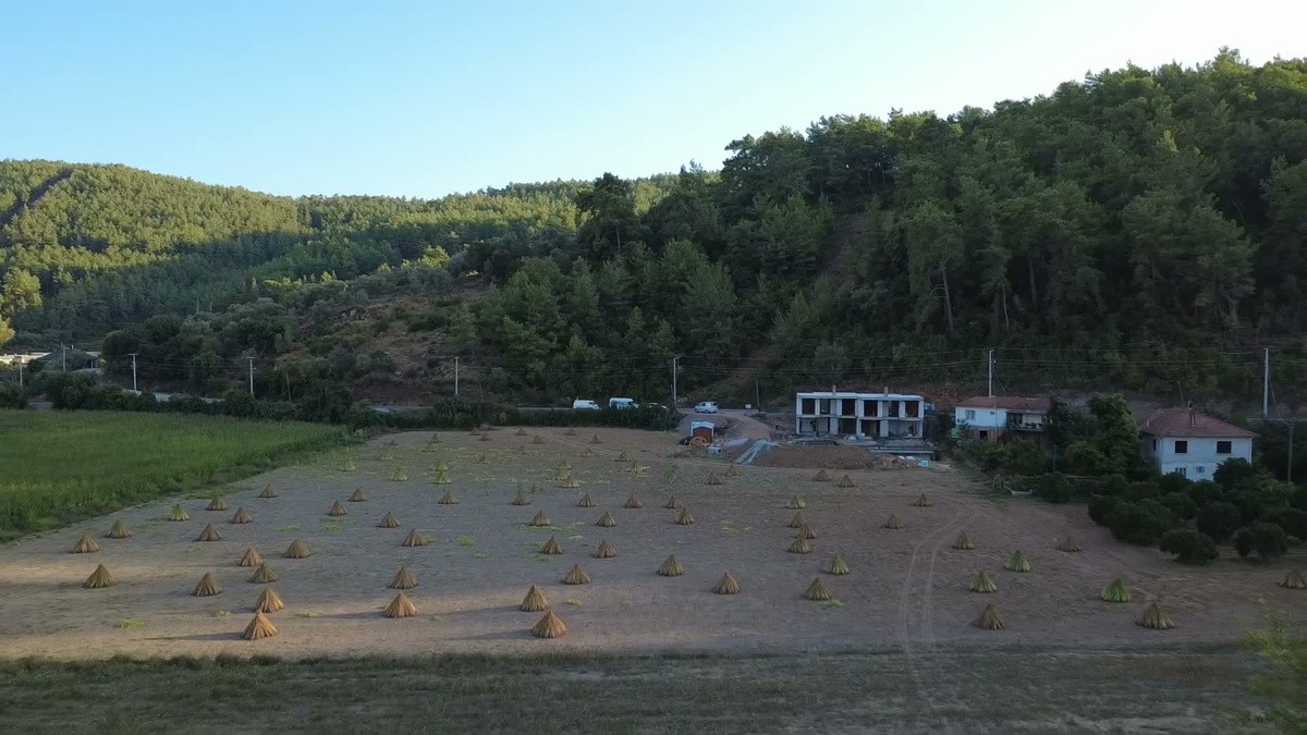 Gökova susamı Yalabuk Ovası\'nda kurumaya bırakıldı, gümüller ovayı sardı