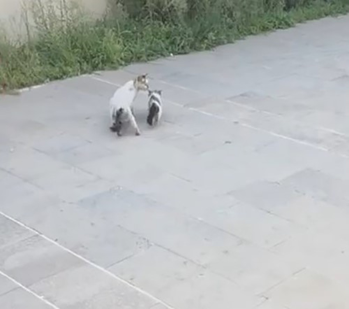 Havalandırma boşluğuna düşen yavru kediyi itfaiye kurtardı