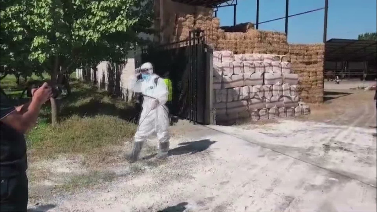 Iğdır\'da şapla mücadelede 60 bin büyükbaş aşılandı, hedef 100 bin