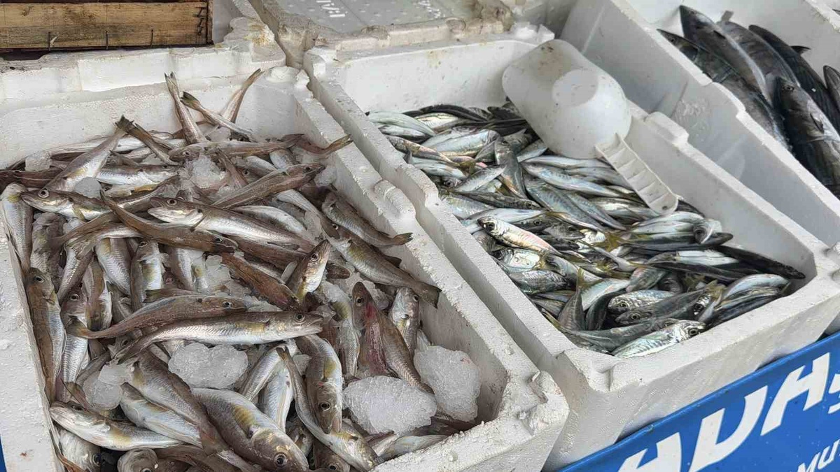 Karaburun\'da deniz suyu soğudu, palamut tane 100 liradan satılıyor