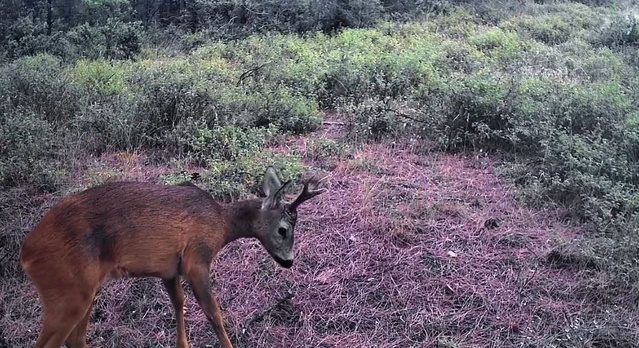 Tekirdağ'da Ganos Dağları'ndaki fotokapanlar karacaları yiyecek ararken görüntüledi