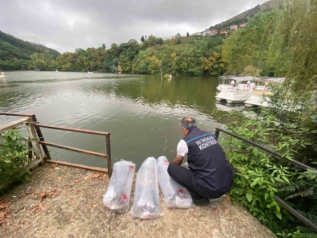 Tarım ve Orman Bakanlığı Trabzon Akçaabat'ta Sera Gölü'ne 40 bin yavru sazan bıraktı