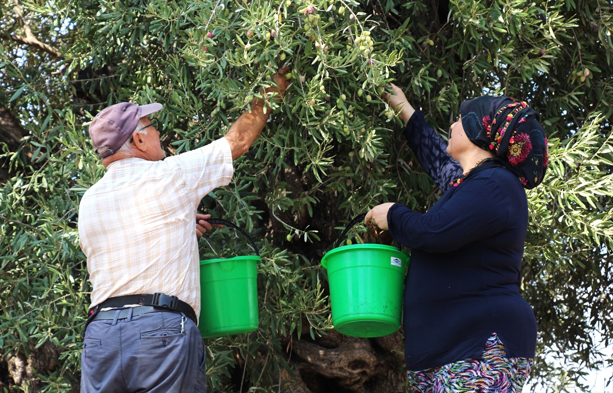 Antalya\'da zeytin hasadı başladı, rekolte yüzde 30 artışla 70 bin tona çıkacak