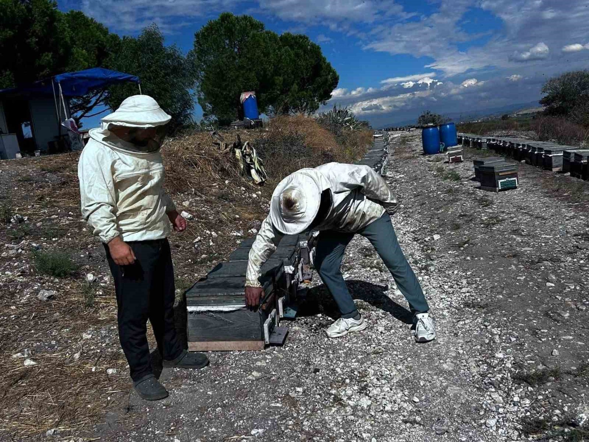 Aydın Didim\'de İlçe Tarım ve Orman Müdürlüğü arıcılık sürecini sahada takip ediyor